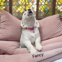 Fancy, a female English Cream Golden Retriever for sale in Robinson, IL – Photo 3 of 6