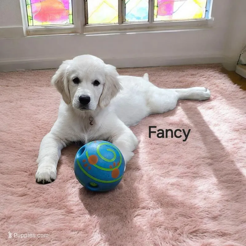 Fancy