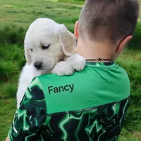 Fancy, a female English Cream Golden Retriever for sale in Robinson, IL – Photo 5 of 6