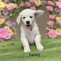 Fancy, a female English Cream Golden Retriever for sale in Robinson, IL – Photo 4 of 6