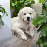 Fancy, a female English Cream Golden Retriever for sale in Robinson, IL – Photo 2 of 6