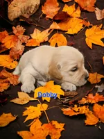 Dobby, a male English Cream Golden Retriever for sale in Robinson, IL – Photo 2 of 4