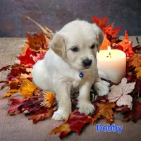 Dobby, a male English Cream Golden Retriever for sale in Robinson, IL – Photo 4 of 4