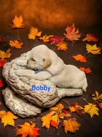 Dobby, a male English Cream Golden Retriever for sale in Robinson, IL – Photo 3 of 4