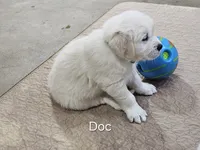 Doc, a male English Cream Golden Retriever for sale in Robinson, IL – 1 of 3
