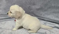 Clifford, a male English Cream Golden Retriever for sale in Robinson, IL – Photo 3 of 3