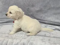 Clifford, a male English Cream Golden Retriever for sale in Robinson, IL – Photo 2 of 3