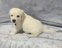 Clifford, a male English Cream Golden Retriever for sale in Robinson, IL – Photo 1 of 3