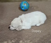 Dopey, a male English Cream Golden Retriever for sale in Robinson, IL – 2 of 2