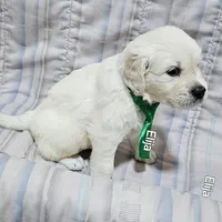 Elija, a male English Cream Golden Retriever for sale in Robinson, IL – Photo 3 of 3