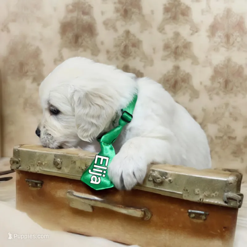 Elija, a male English Cream Golden Retriever for sale in Robinson, IL – Photo 1 of 3