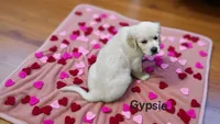 Gypsie, a female English Cream Golden Retriever for sale in Robinson, IL – Photo 4 of 7