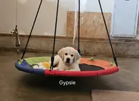 Gypsie, a female English Cream Golden Retriever for sale in Robinson, IL – Photo 7 of 7