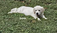 Gypsie, a female English Cream Golden Retriever for sale in Robinson, IL – Photo 3 of 7