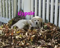 Gypsie, a female English Cream Golden Retriever for sale in Robinson, IL – Photo 1 of 7