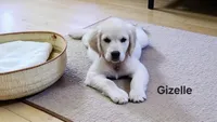Gizelle, a female English Cream Golden Retriever for sale in Robinson, IL – Photo 2 of 5