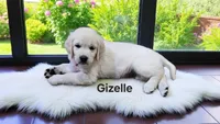 Gizelle, a female English Cream Golden Retriever for sale in Robinson, IL – Photo 4 of 5