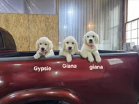 Gizelle, a female English Cream Golden Retriever for sale in Robinson, IL – Photo 5 of 5