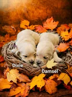 Dixie, a female English Cream Golden Retriever for sale in Robinson, IL – Photo 6 of 6