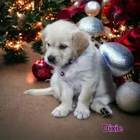 Dixie, a female English Cream Golden Retriever for sale in Robinson, IL – Photo 3 of 6