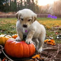 Dixie, a female English Cream Golden Retriever for sale in Robinson, IL – Photo 2 of 6