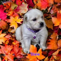 Dixie, a female English Cream Golden Retriever for sale in Robinson, IL – Photo 4 of 6