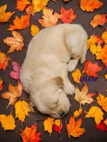 Dixie, a female English Cream Golden Retriever for sale in Robinson, IL – Photo 5 of 6