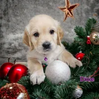Dixie, a female English Cream Golden Retriever for sale in Robinson, IL – Photo 1 of 6