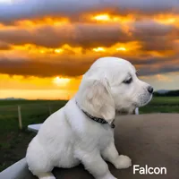 Falcon, a male English Cream Golden Retriever for sale in Robinson, IL – Photo 3 of 8