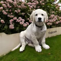 Falcon, a male English Cream Golden Retriever for sale in Robinson, IL – Photo 2 of 8