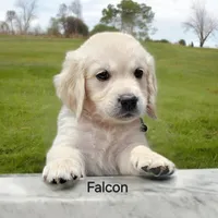 Falcon, a male English Cream Golden Retriever for sale in Robinson, IL – Photo 4 of 8