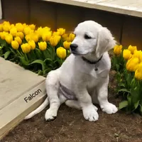 Falcon, a male English Cream Golden Retriever for sale in Robinson, IL – Photo 1 of 8