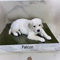 Falcon, a male English Cream Golden Retriever for sale in Robinson, IL – Photo 7 of 8