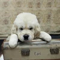 Earl, a male English Coonhound for sale in Robinson, IL – Photo 2 of 5