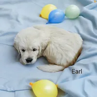 Earl, a male English Coonhound for sale in Robinson, IL – Photo 5 of 5