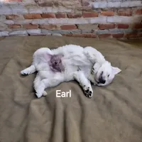 Earl, a male English Coonhound for sale in Robinson, IL – Photo 4 of 5