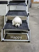 Happy, a male English Cream Golden Retriever for sale in Robinson, IL – 3 of 3