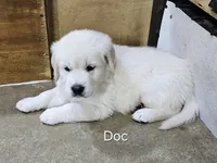 Doc, a male English Cream Golden Retriever for sale in Robinson, IL – 2 of 3