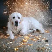 Caitlyn Roo, a female English Coonhound for sale in Robinson, IL – Photo 2 of 2