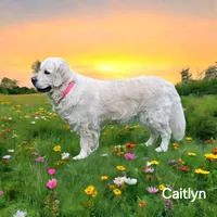 Caitlyn Roo, a female English Coonhound for sale in Robinson, IL – Photo 1 of 2