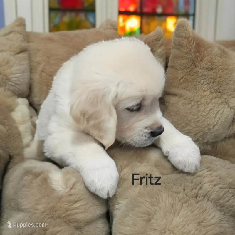 Fritz