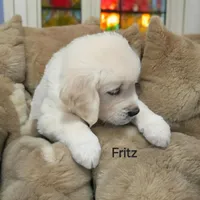 Fritz, a male English Cream Golden Retriever for sale in Robinson, IL – Photo 1 of 3