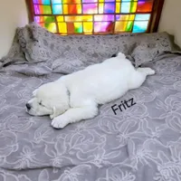 Fritz, a male English Cream Golden Retriever for sale in Robinson, IL – Photo 3 of 3