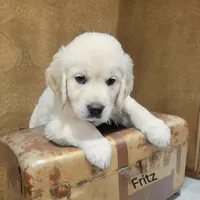 Fritz, a male English Cream Golden Retriever for sale in Robinson, IL – Photo 2 of 3