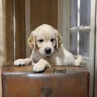 Fred, a male English Cream Golden Retriever for sale in Robinson, IL – Photo 1 of 4