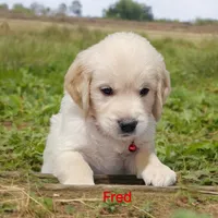 Fred, a male English Cream Golden Retriever for sale in Robinson, IL – Photo 3 of 4