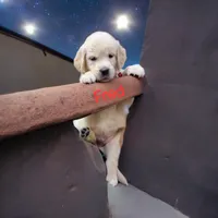 Fred, a male English Cream Golden Retriever for sale in Robinson, IL – Photo 4 of 4