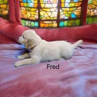 Fred, a male English Cream Golden Retriever for sale in Robinson, IL – Photo 2 of 4