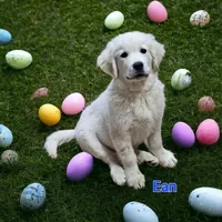Ean, a male English Cream Golden Retriever for sale in Robinson, IL – Photo 5 of 6