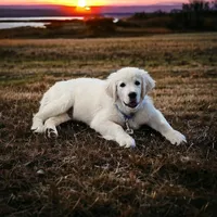 Ean, a male English Cream Golden Retriever for sale in Robinson, IL – Photo 3 of 6